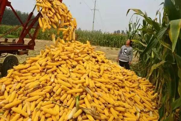 桂甜630玉米种子特征特性,提高播种质量