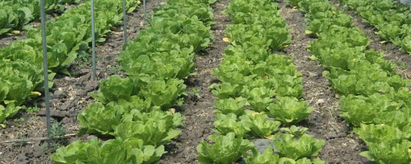 哪些蔬菜适合在3月份种植