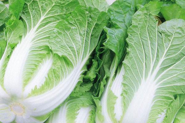 哪些蔬菜适合在3月份种植,白菜、萝卜、韭菜等品种可以选种