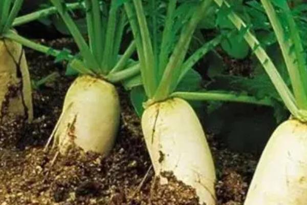 哪些蔬菜适合在3月份种植,白菜、萝卜、韭菜等品种可以选种