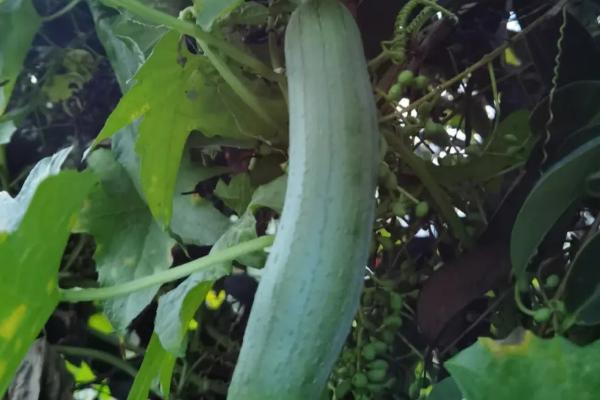 哪些蔬菜适合在3月份种植,白菜、萝卜、韭菜等品种可以选种