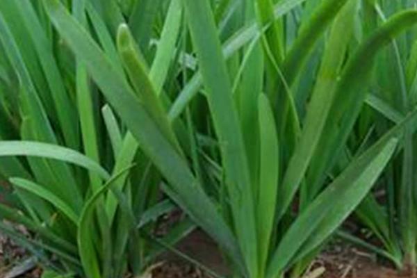 哪些蔬菜适合在3月份种植,白菜、萝卜、韭菜等品种可以选种