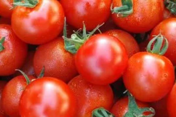 哪些蔬菜适合在3月份种植,白菜、萝卜、韭菜等品种可以选种