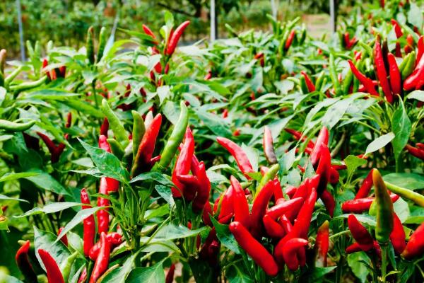 哪些蔬菜适合在3月份种植,白菜、萝卜、韭菜等品种可以选种