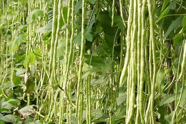 哪些蔬菜适合在3月份种植,白菜、萝卜、韭菜等品种可以选种