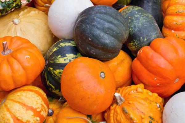 哪些蔬菜适合在3月份种植,白菜、萝卜、韭菜等品种可以选种