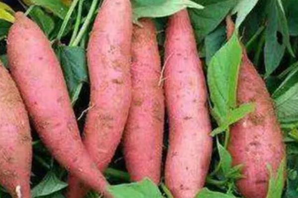 哪些蔬菜适合在3月份种植,白菜、萝卜、韭菜等品种可以选种