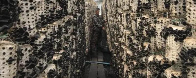 黑木耳高产种植要点