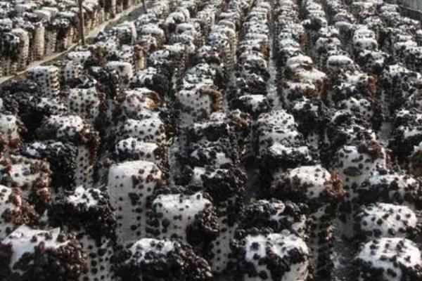 黑木耳高产种植要点,用营养液浸泡菌料可增加出菇量