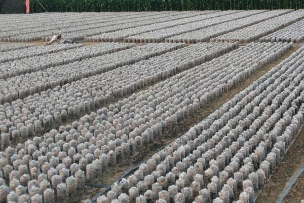 黑木耳高产种植要点,用营养液浸泡菌料可增加出菇量