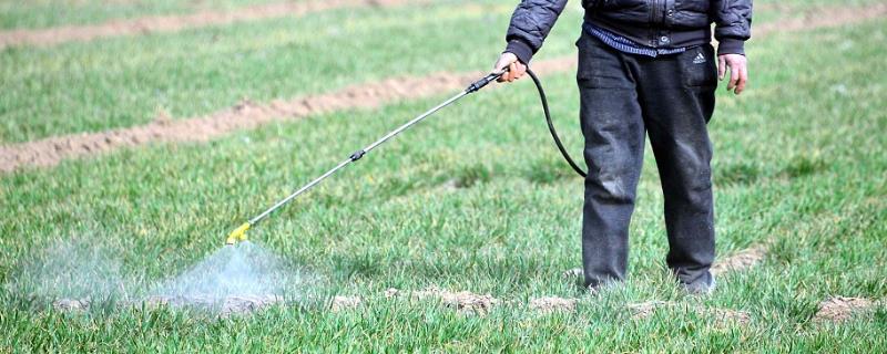 春季麦田如何用药除草