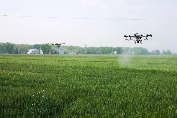 春季麦田如何用药除草,需根据杂草类型使用针对性药剂