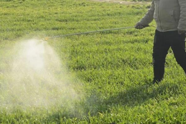 春季麦田如何用药除草,需根据杂草类型使用针对性药剂