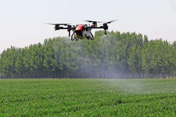 春季麦田如何用药除草,需根据杂草类型使用针对性药剂