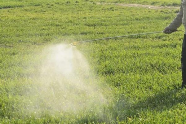 春季麦田如何用药除草,需根据杂草类型使用针对性药剂