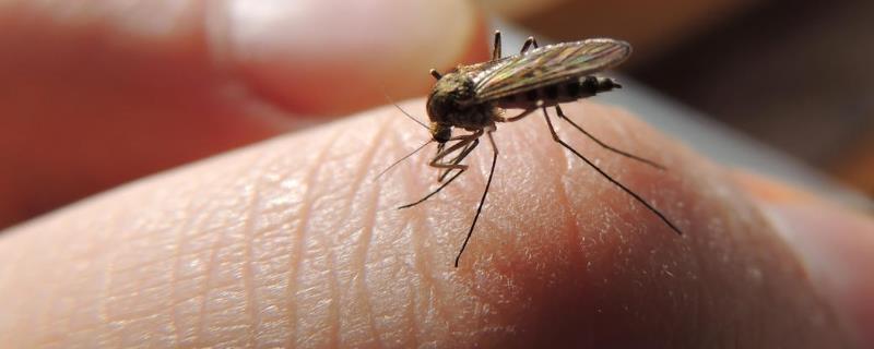 蚊子怎么感受听觉