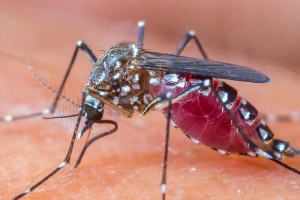 蚊子怎么感受听觉,可用“触角”探测声音