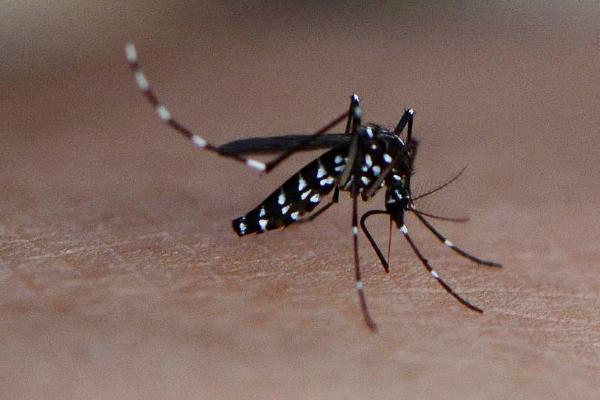 蚊子怎么感受听觉,可用“触角”探测声音