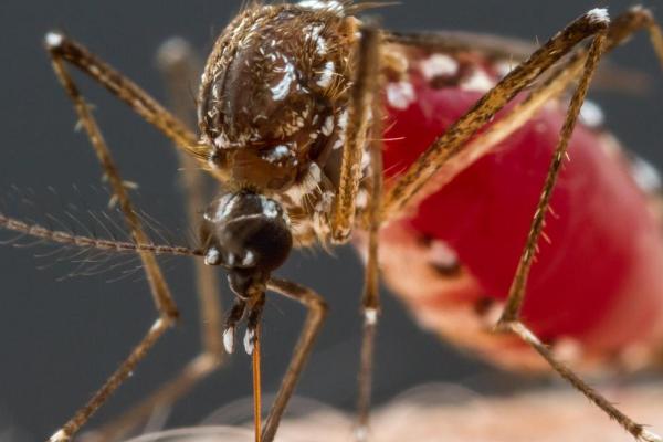 蚊子怎么感受听觉,可用“触角”探测声音