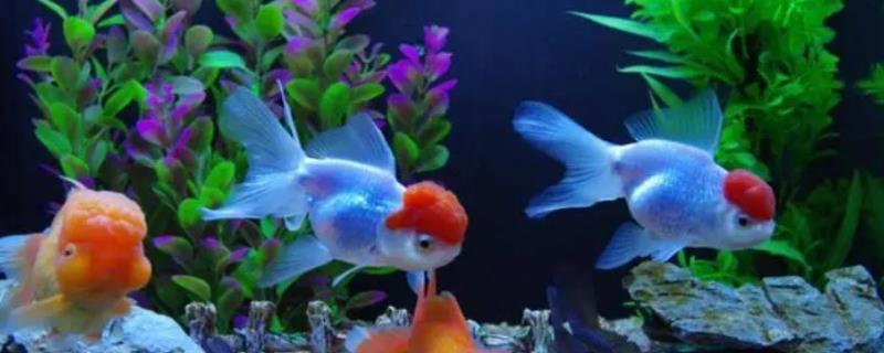 金鱼能不能和斗鱼混养