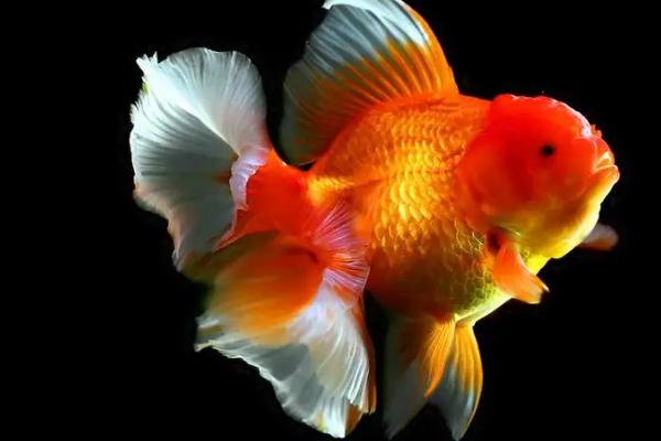 金鱼能不能和斗鱼混养,二者的习性不同、不能混养