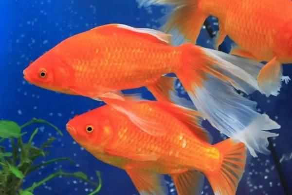 金鱼能不能和斗鱼混养,二者的习性不同、不能混养