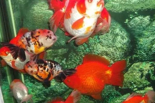 金鱼能不能和斗鱼混养,二者的习性不同、不能混养