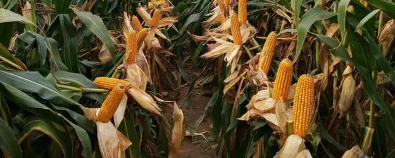 玉米的收获时间