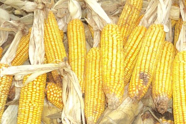 玉米的收获时间,一般为8-10月份