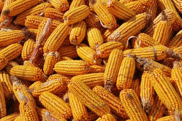 玉米的收获时间,一般为8-10月份