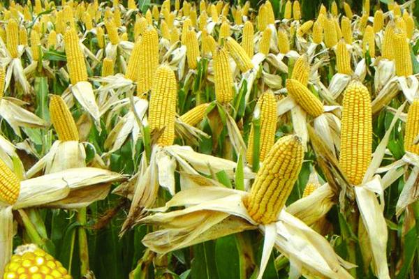 玉米的收获时间,一般为8-10月份