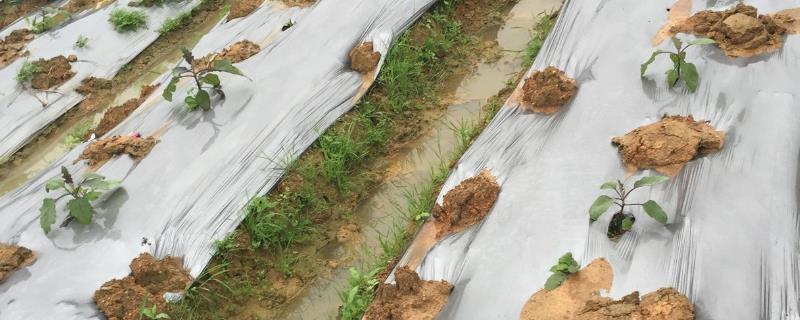 如何挑选合适的农膜