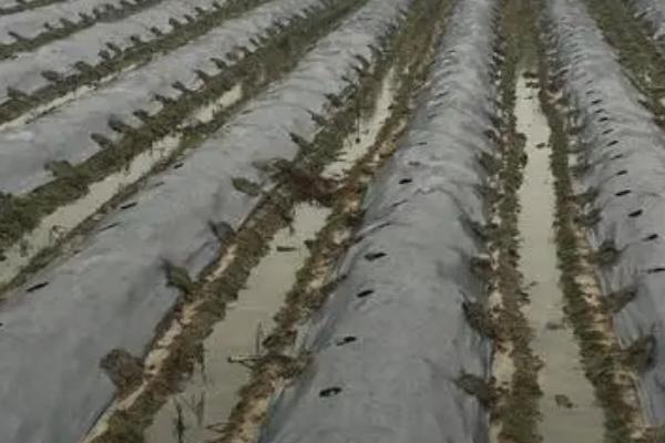 如何挑选合适的农膜,整卷匀实的农膜其质量更好