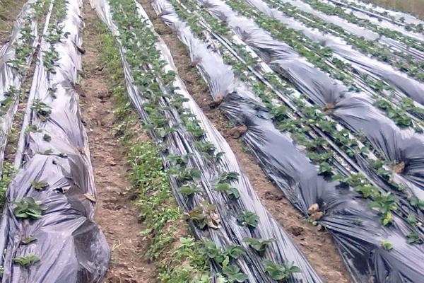 如何挑选合适的农膜,整卷匀实的农膜其质量更好