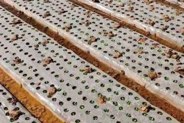 如何挑选合适的农膜,整卷匀实的农膜其质量更好