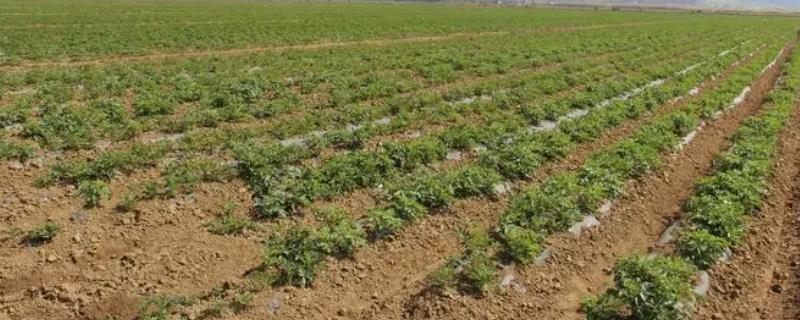 土豆的种植时间