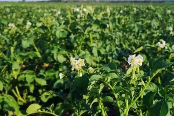 土豆的种植时间,不同地区的种植时间有区别
