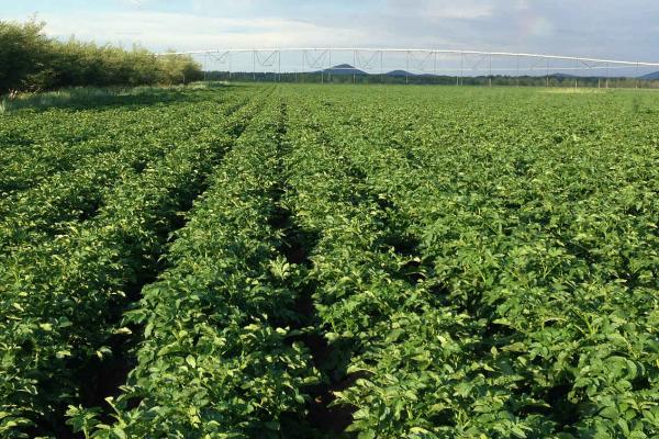 土豆的种植时间,不同地区的种植时间有区别