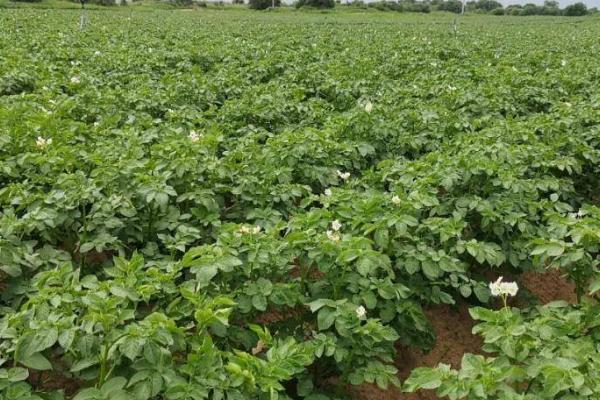 土豆的种植时间,不同地区的种植时间有区别