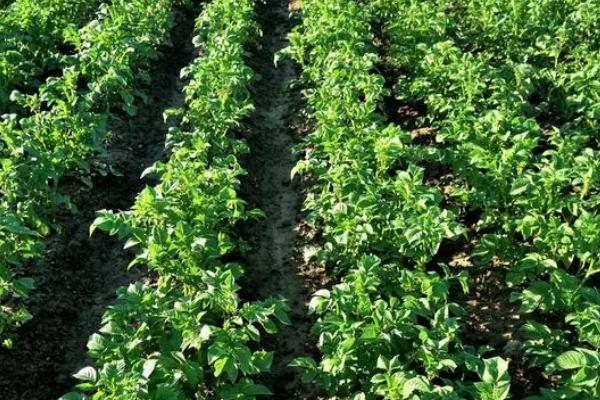 土豆的种植时间,不同地区的种植时间有区别