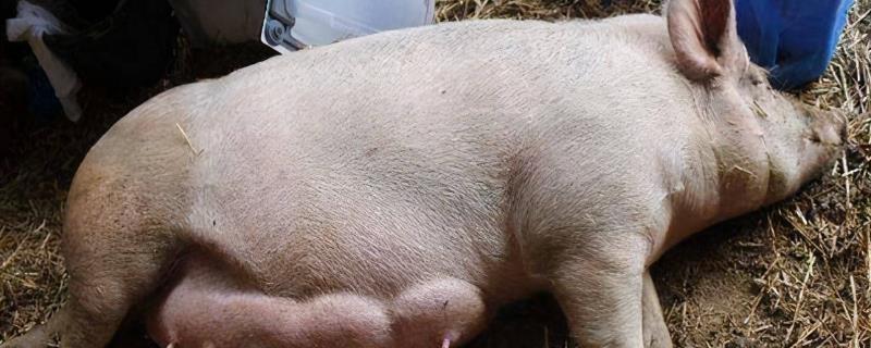 母猪产后要使用哪种消炎药