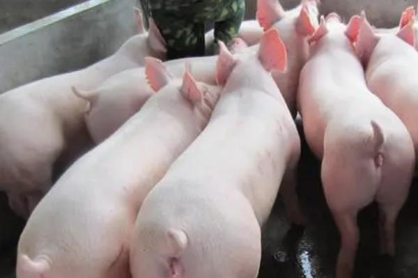 母猪产后要使用哪种消炎药,头孢噻呋钠、青霉素均可