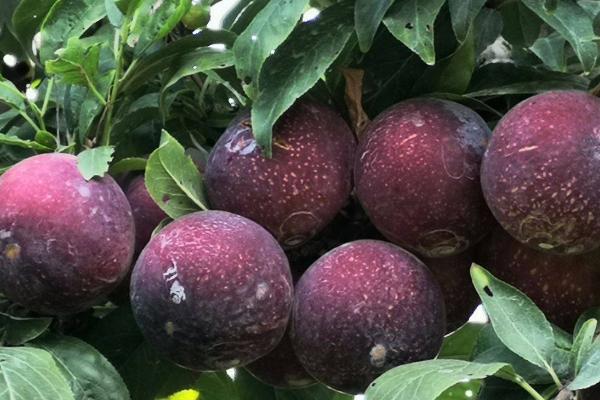 什么是李子,属于蔷薇科、李属植物