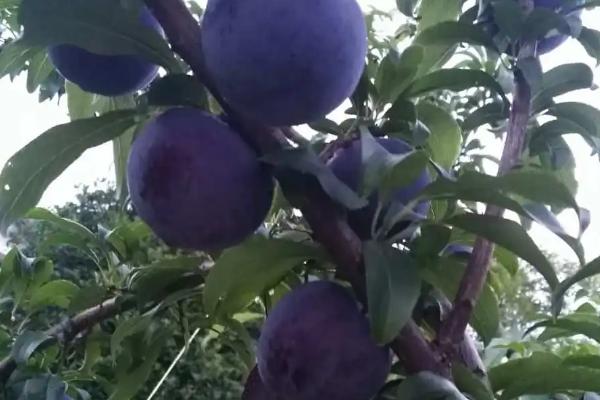 什么是李子,属于蔷薇科、李属植物