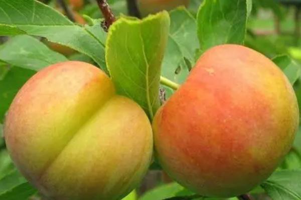 什么是李子,属于蔷薇科、李属植物