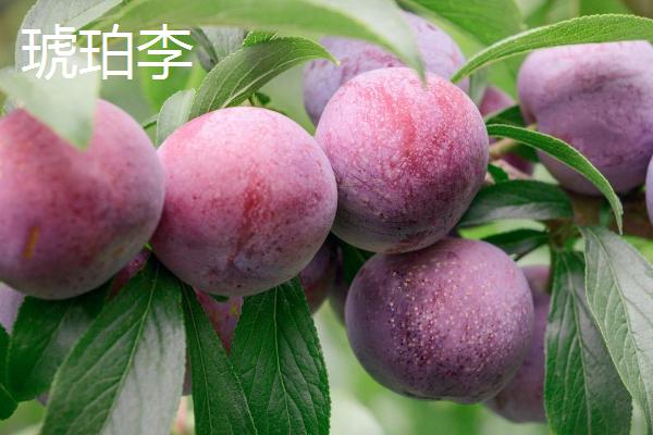 什么是李子,属于蔷薇科、李属植物