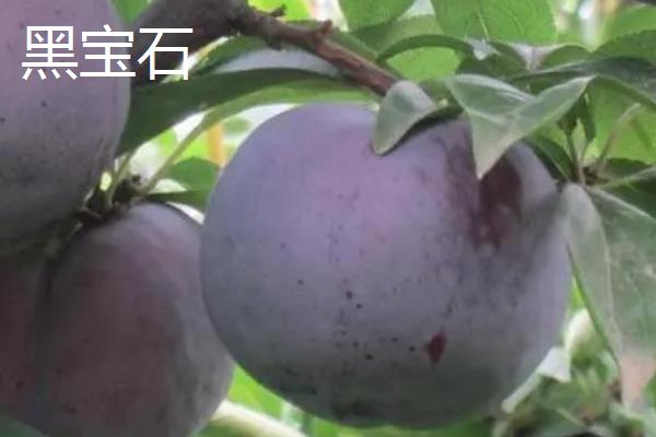 什么是李子,属于蔷薇科、李属植物