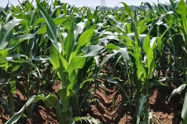 先达915玉米种简介，全生育期叶片数21