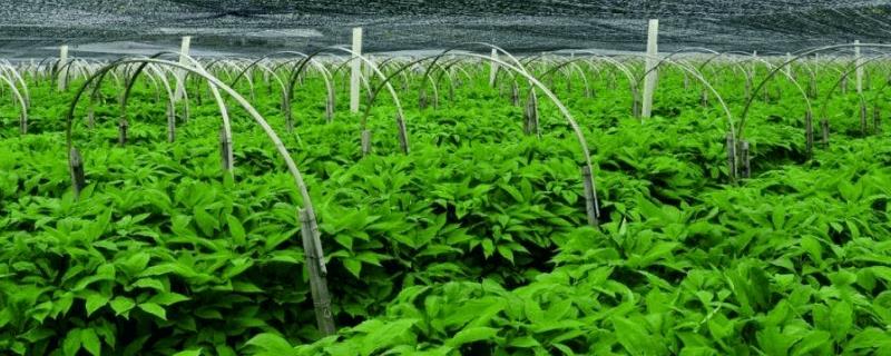 种植红参要用什么土壤