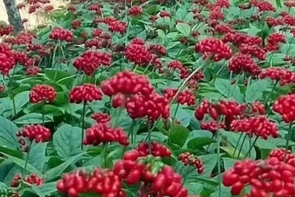 种植红参要用什么土壤，疏松肥沃、排水良好的砂壤土比较好